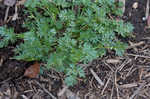 Butler's sandparsley